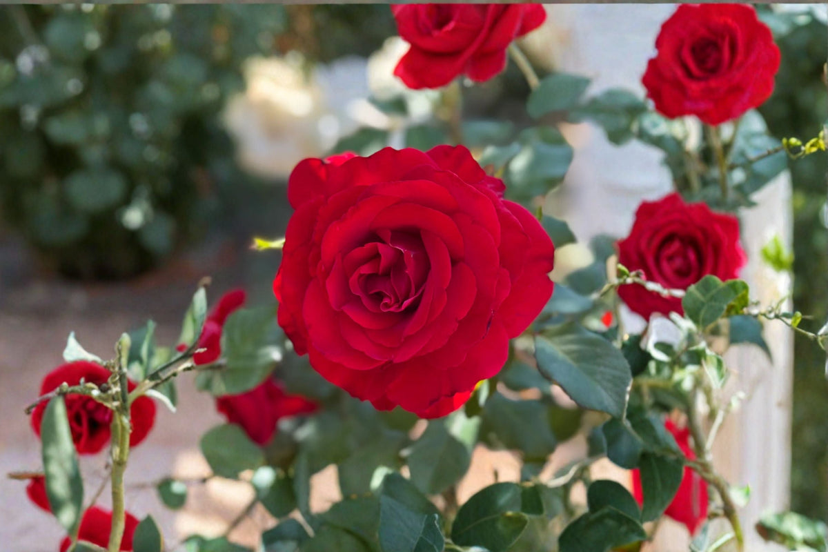 Love's Promise Rose Live Plant – 1.5 Gal Red Hybrid Tea Rose