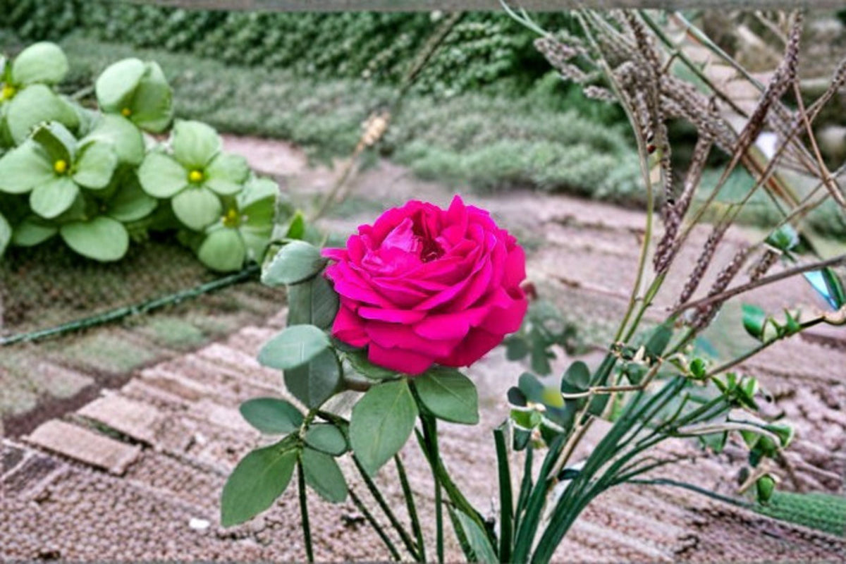 Dianhong Rose Live Plant – Fragrant Edible Yunnan Rose Shrub