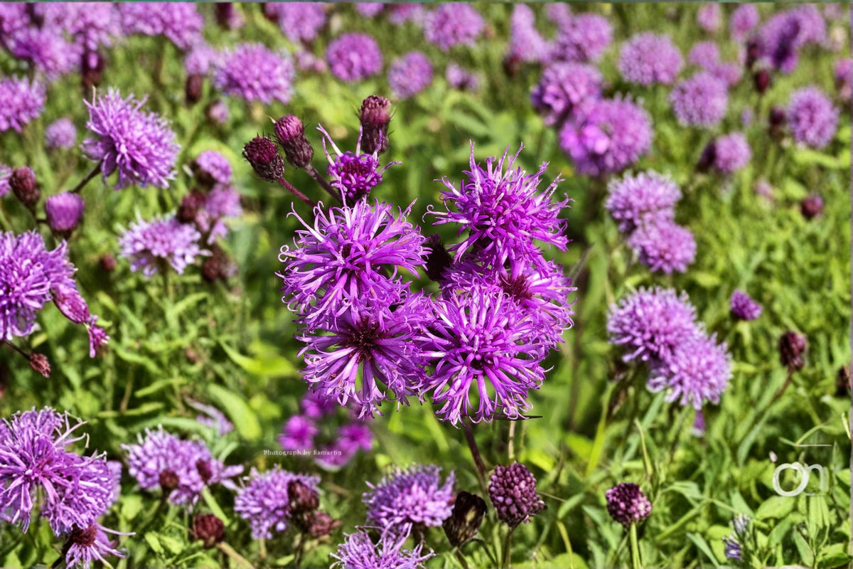 Ironweed Live Plant Clump – Vernonia Pollinator Perennial with Purple Blooms