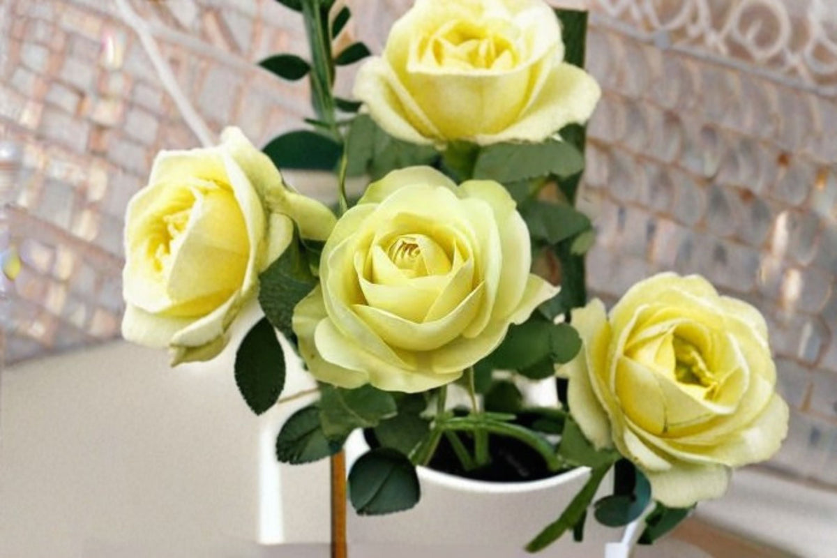 Creamy Eden Rose Live Plant – Repeat Blooming Balcony Rose with White and Green Blooms