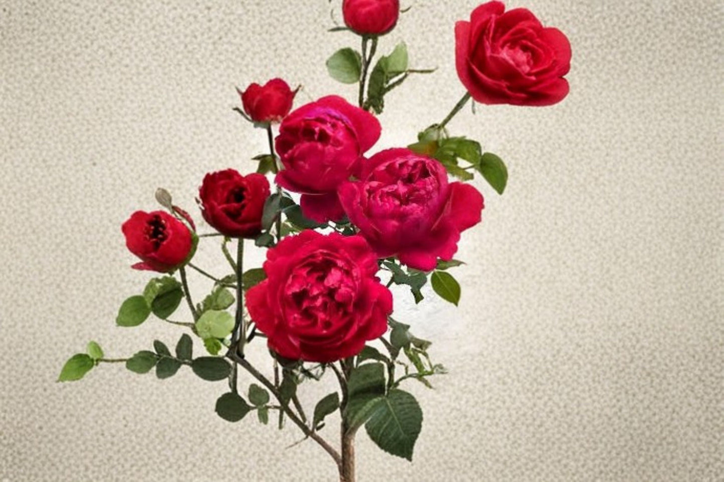 230 Ligare Rose Live Plant – Fragrant Japanese Peony Rose, Shrub Rose, Patio Plant