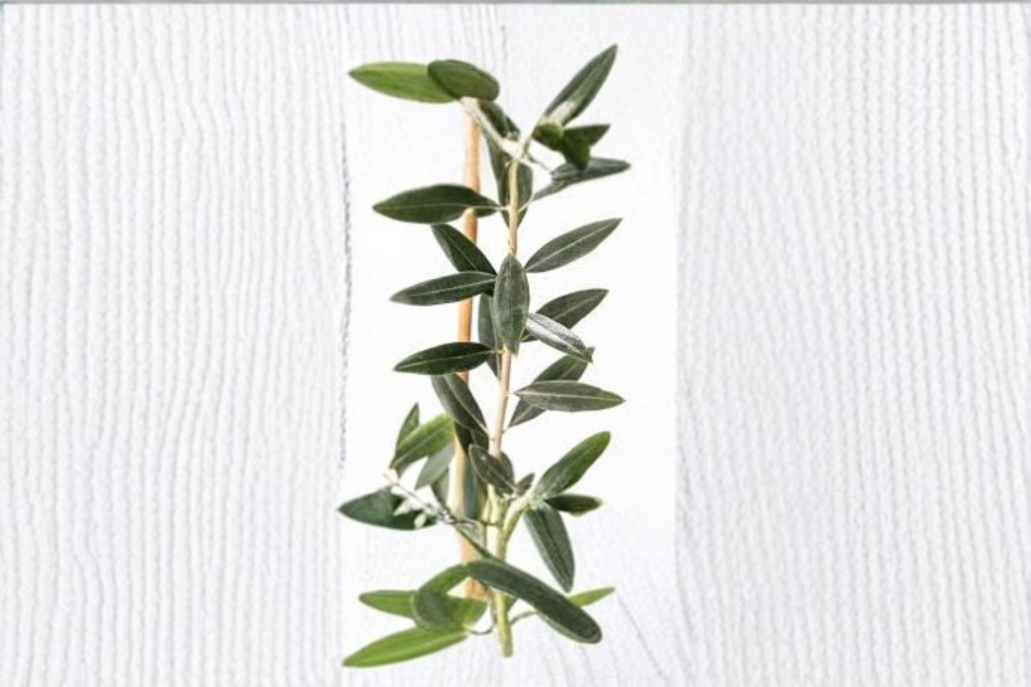 Leccino Olive Live Starter Plant – Cold-Hardy Edible Olive Tree Olea europaea