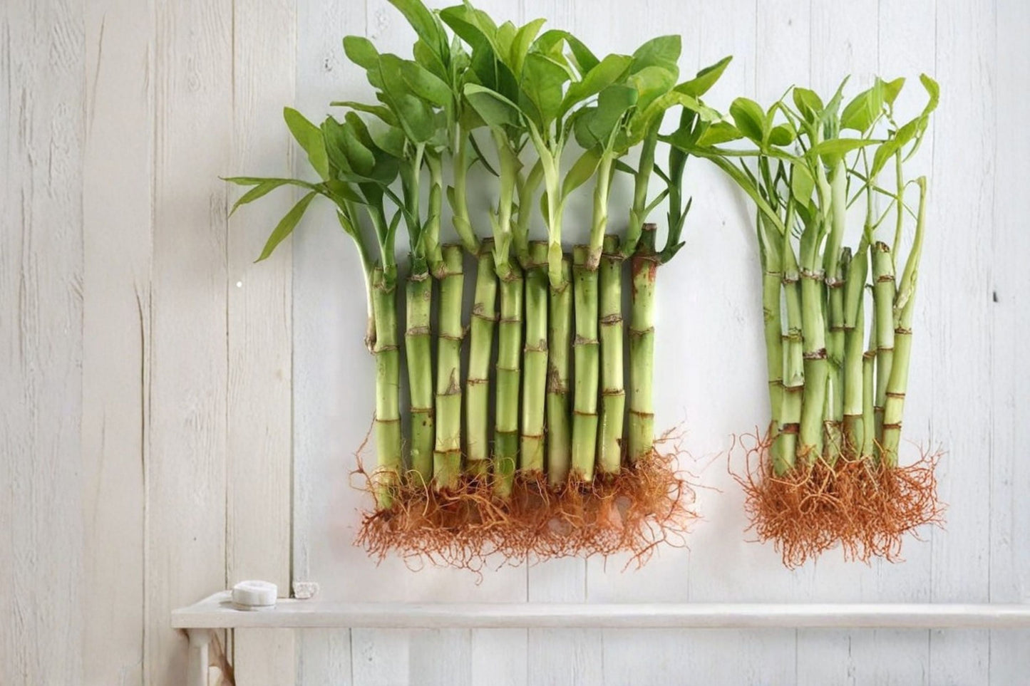 4 Live Lucky Bamboo Indoor Plants – 4 Inch Feng Shui Bamboo Arrangement