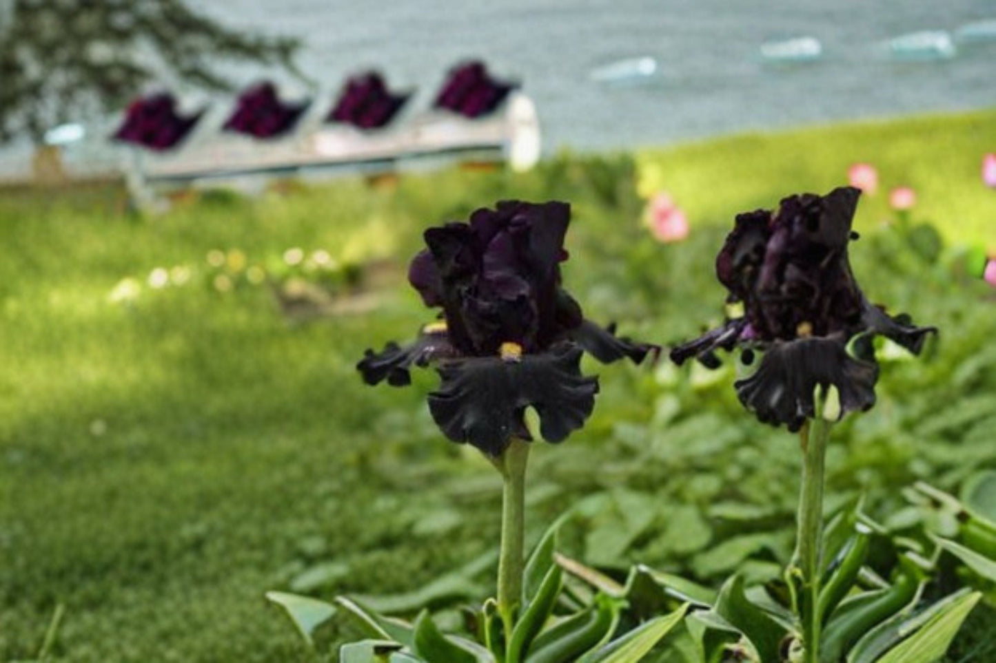 Senior Jinx Iris Live Plant – Black Bearded Iris Perennial, 39 Inch Tall
