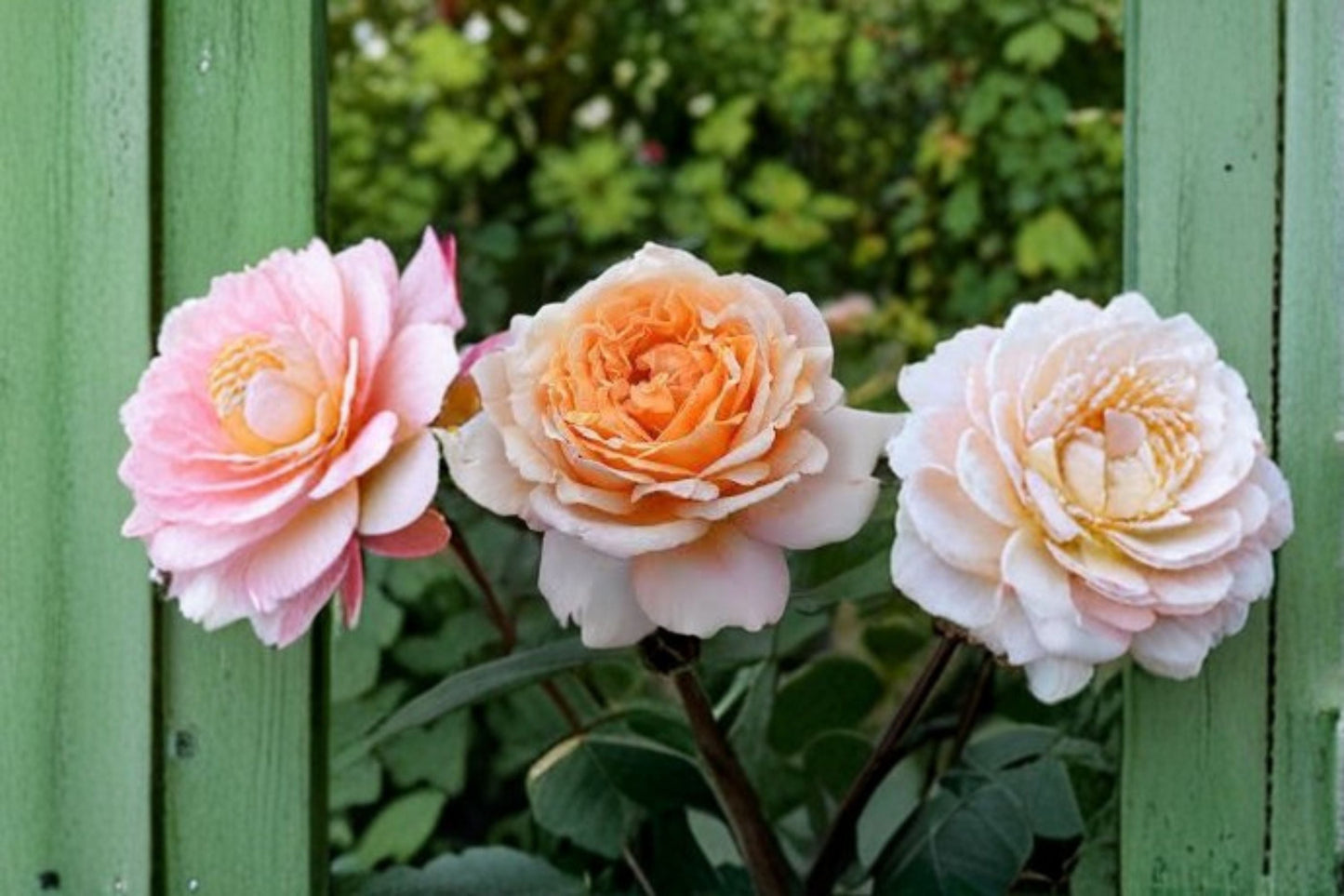 Großherzogin Luise Rose Live Plant – Fragrant Kordes Shrub Rose, Repeat Blooming, Disease Resistant