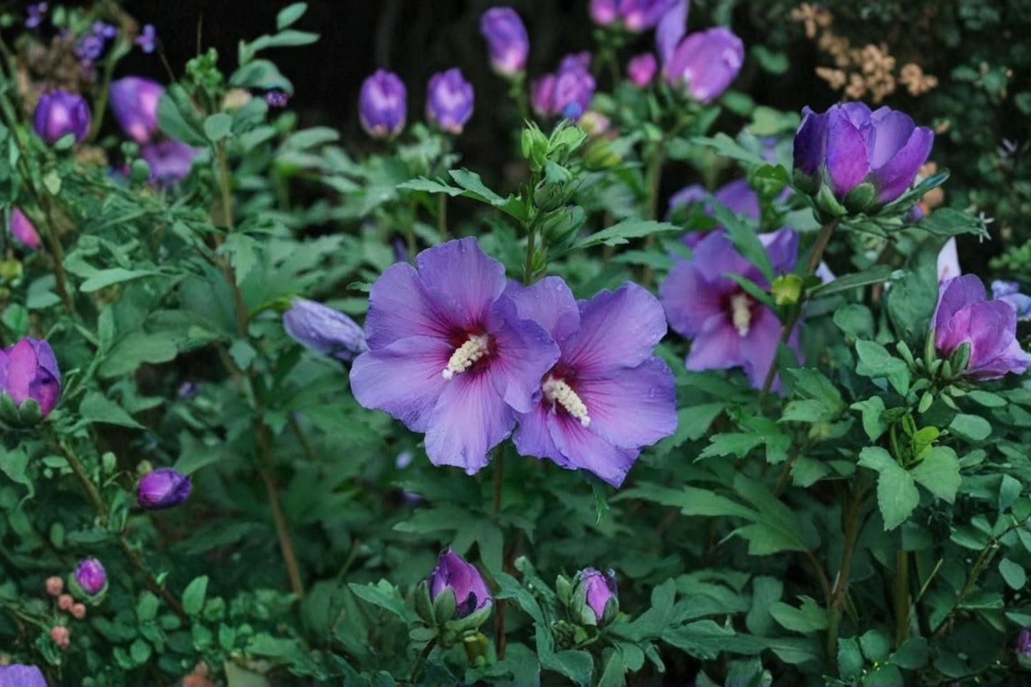 2 Rose of Sharon Live Plants with Roots – Purple Flower Hibiscus syriacus Seedlings