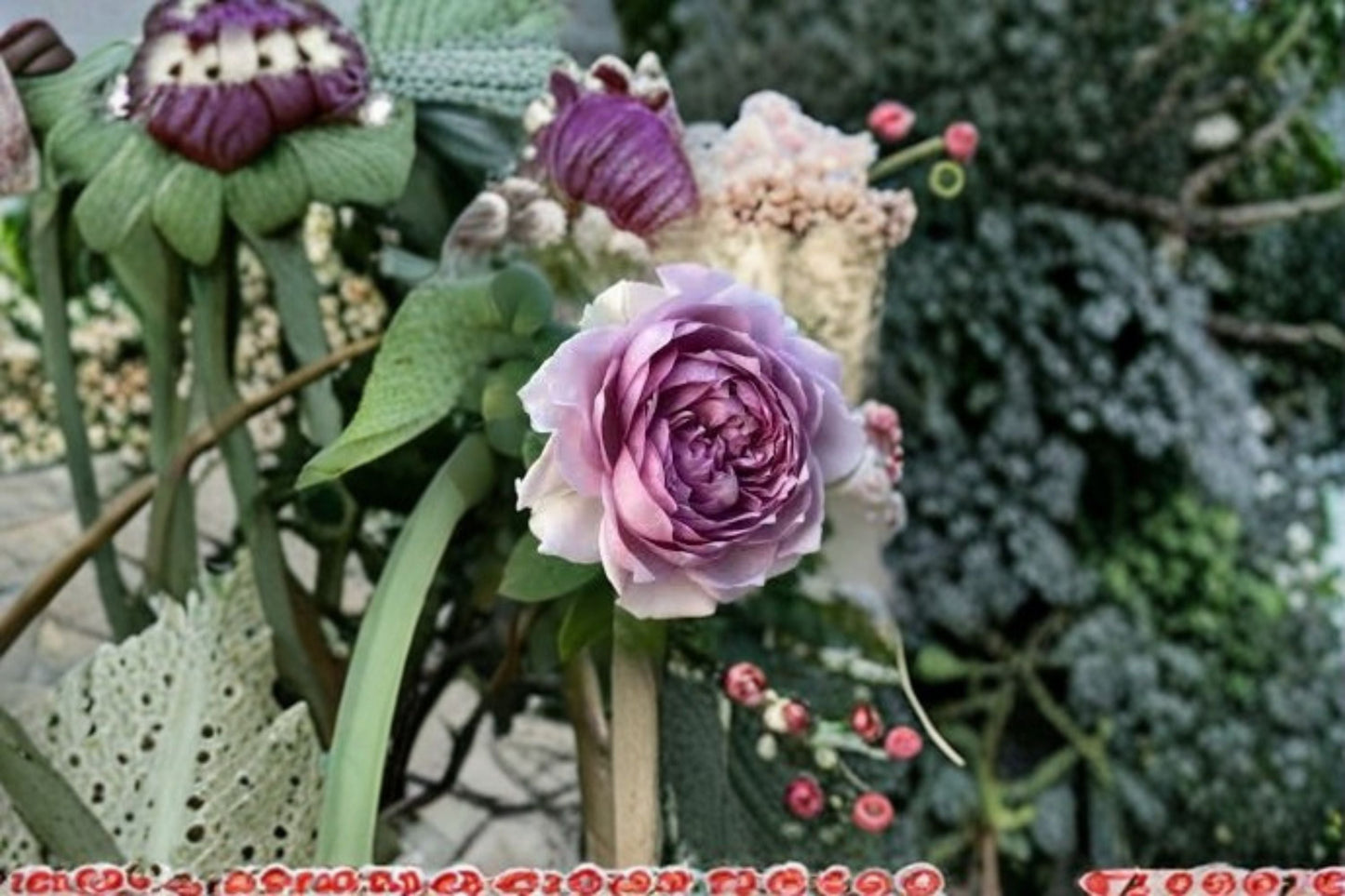 Coffret Rose Live Plant – Japanese Repeat Blooming Cut Rose by Junko Kawamoto