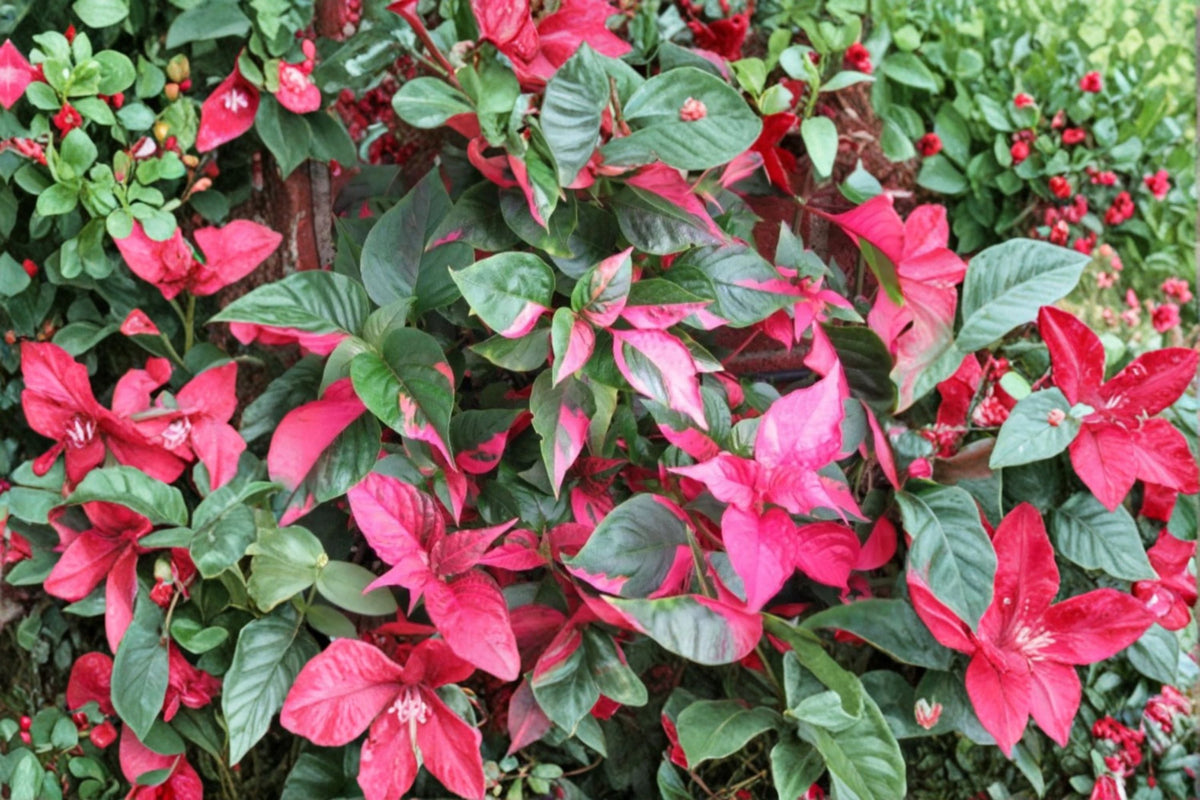 2 Alternanthera Party Time Live Plants – 4–6 Inch Tall Variegated Foliage