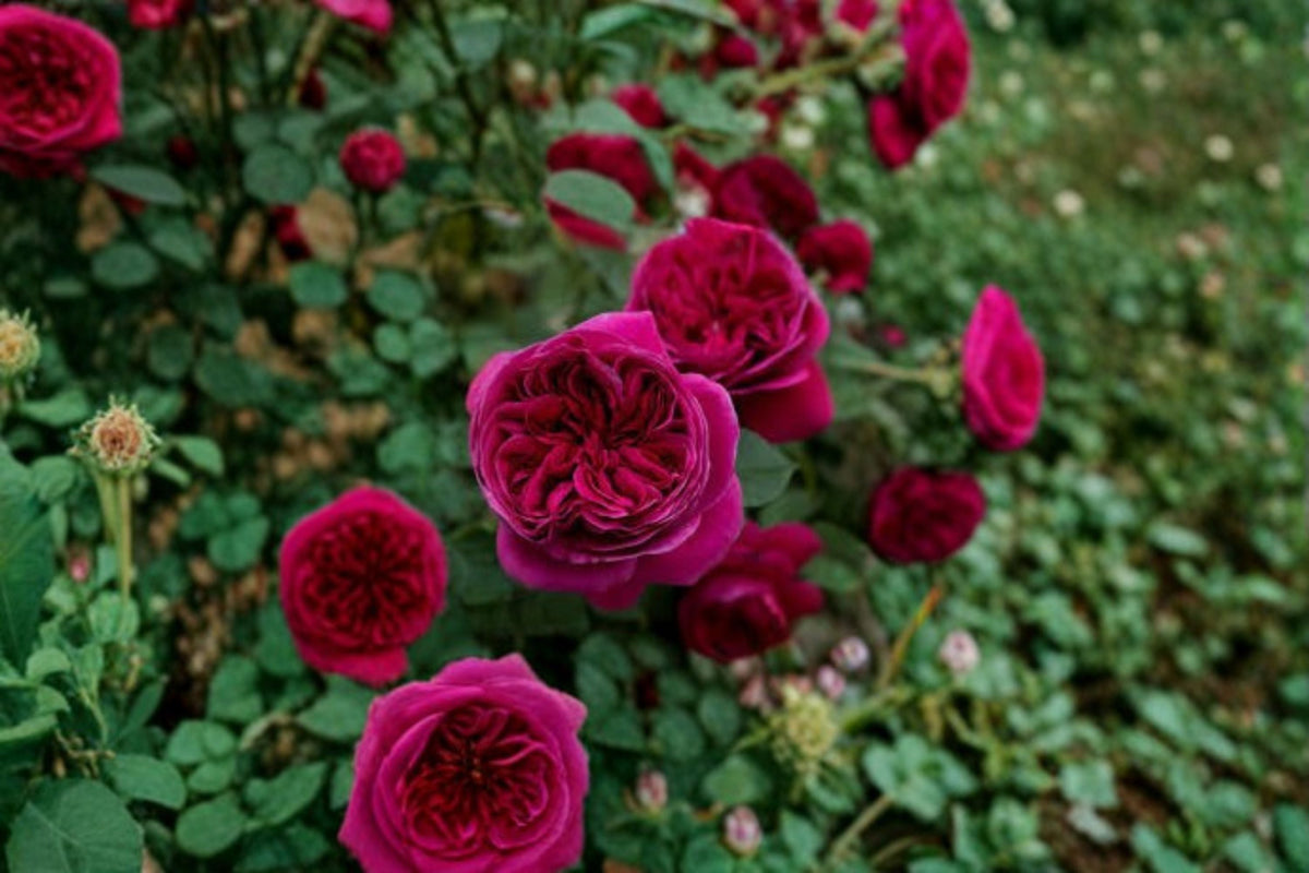 Yves Cantina Rose Live Plant – Fragrant Japanese Garden Rose, Repeat Blooming, Heat Tolerant