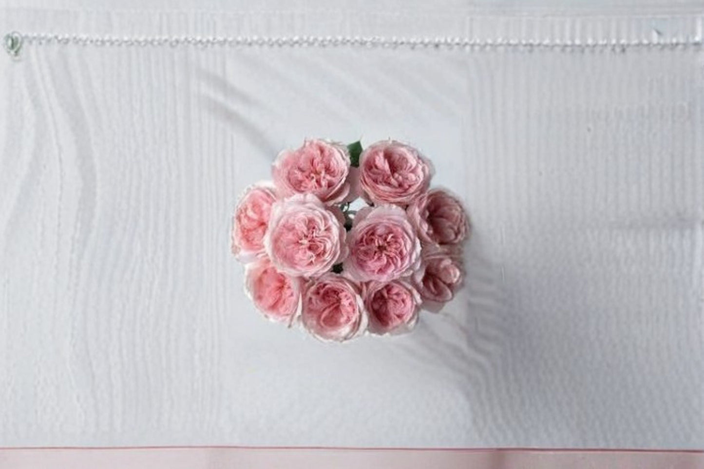 Vivian Rose Live Plant – Pink Repeat Blooming Garden Rose