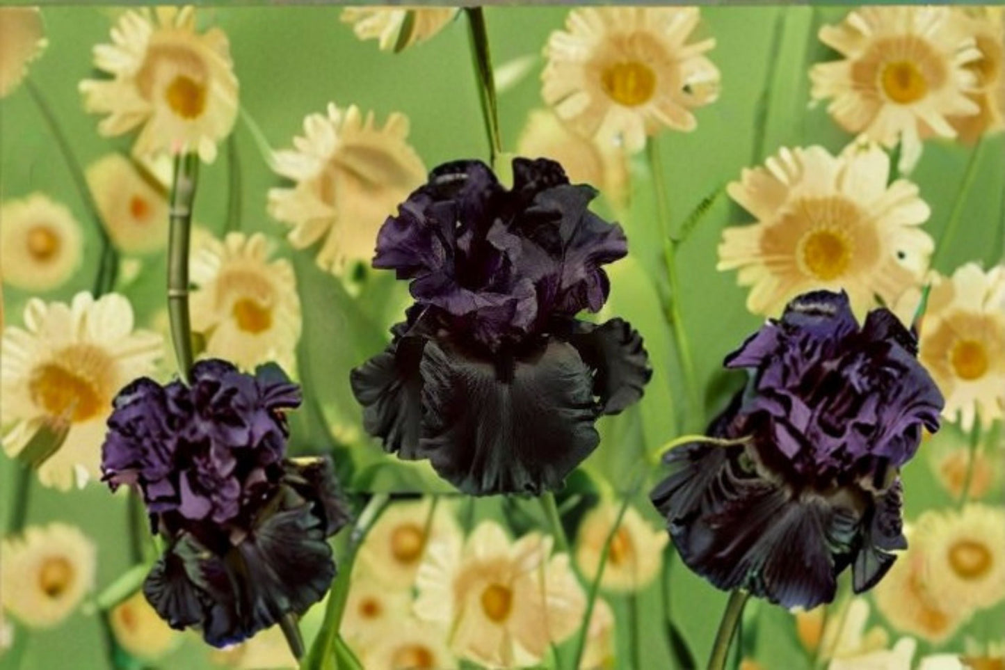 Raven Girl Iris Live Plant – Black Bearded Iris Perennial, 39 Inch Tall