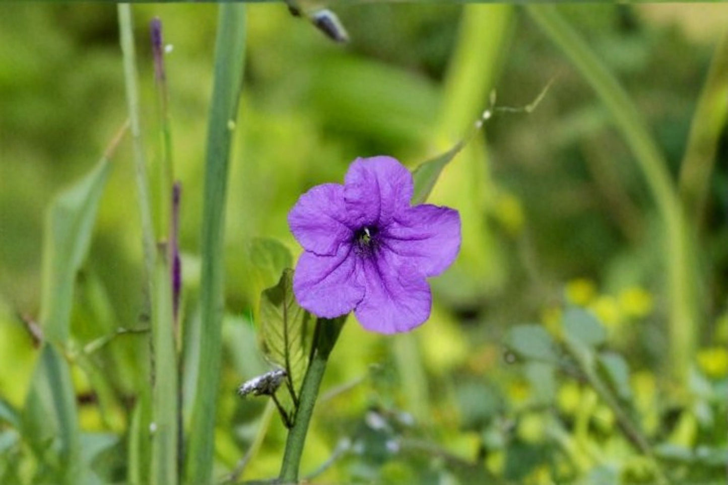 Wild Petunia Live Plant Clump – Lavender Ruellia Ground Cover Perennial