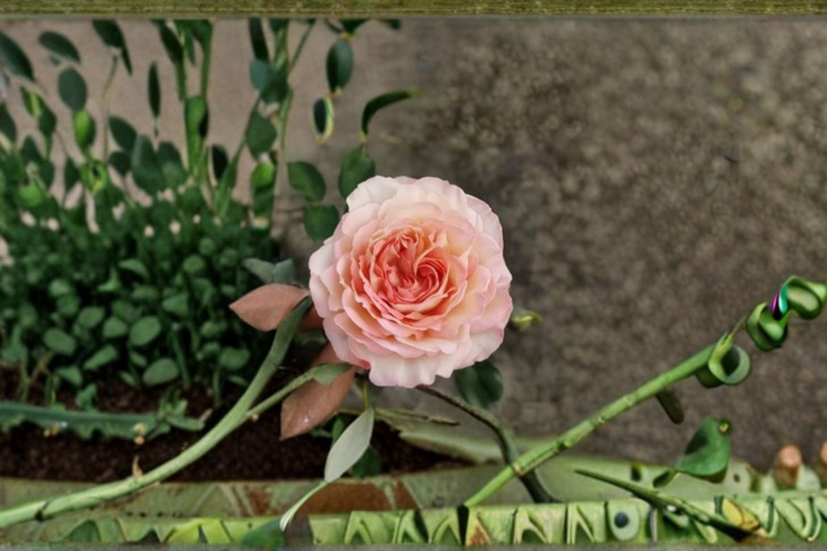 Yves Rose Live Plant – Fragrant Japanese Repeat Blooming Rose