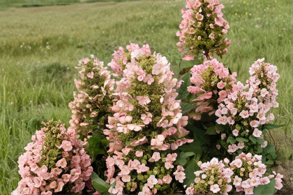 Munchkin Dwarf Oakleaf Hydrangea Live Plant - 1 PT - Hydrangea quercifolia 'Munchkin'