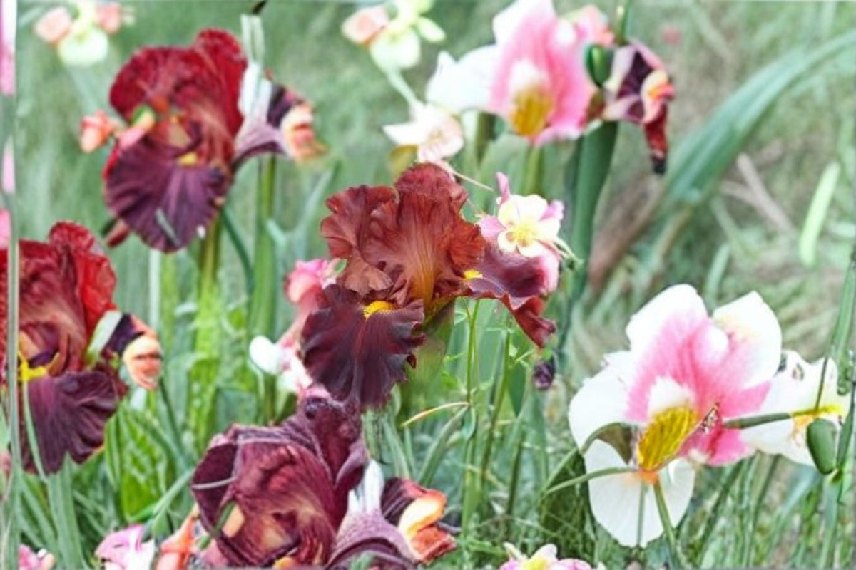 Valentino Iris Live Plant – Brick Red Bearded Iris Perennial