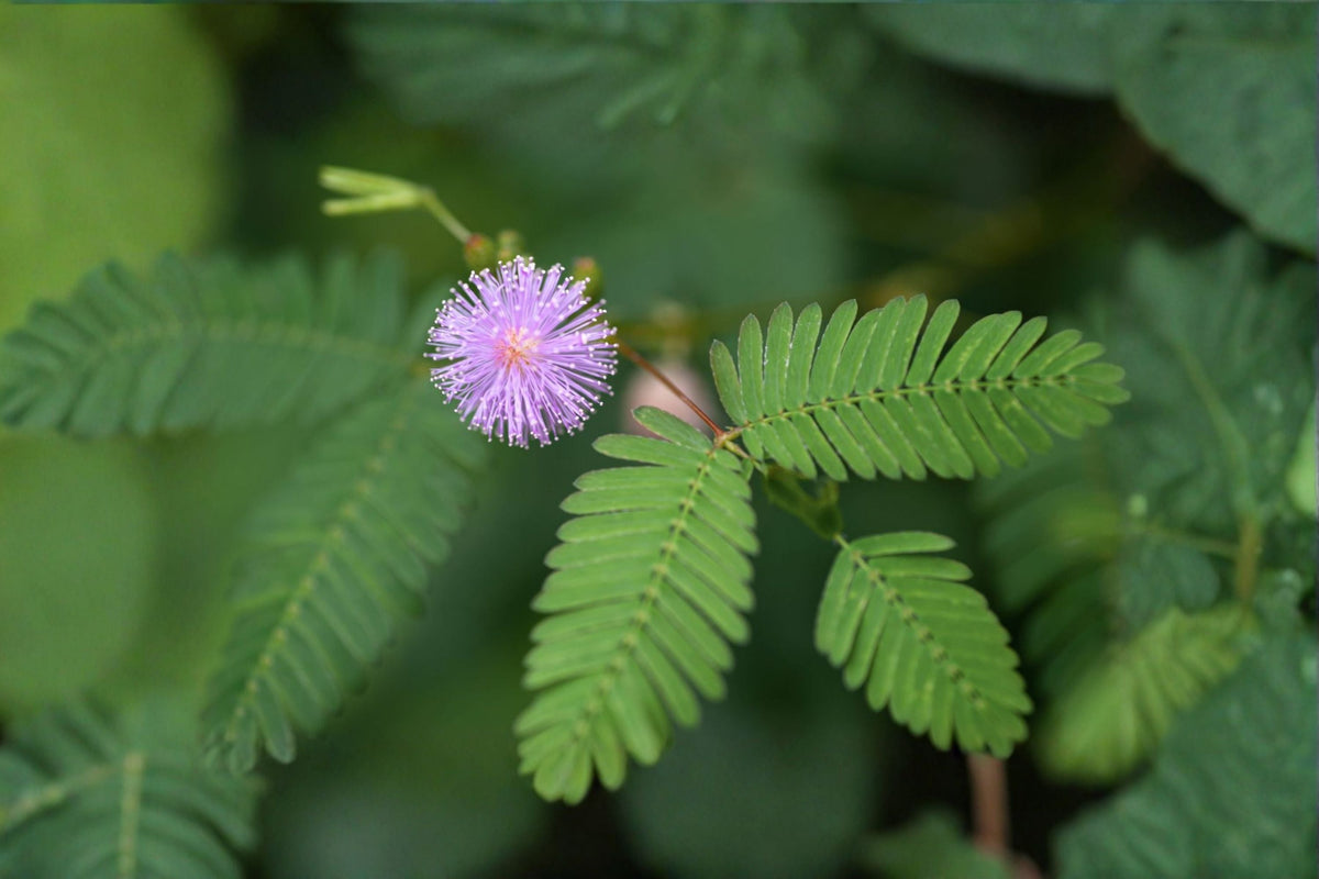 Sensitive Plant Live Plant – Mimosa pudica in 4 Inch Pot