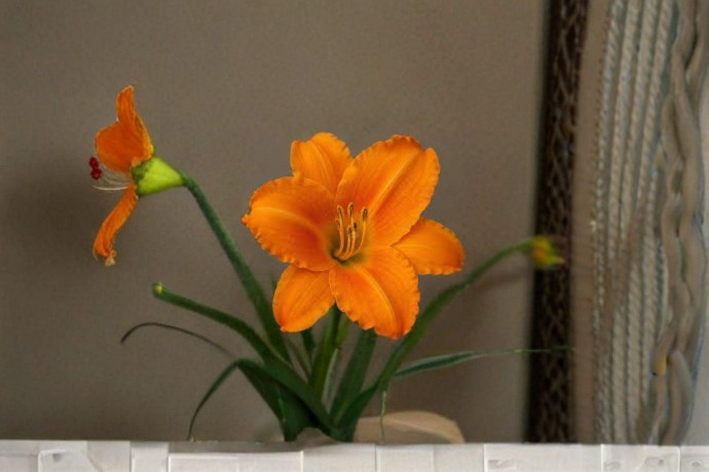 Orange Vols Daylily Live Plant – Bare Root Hardy Perennial Flower