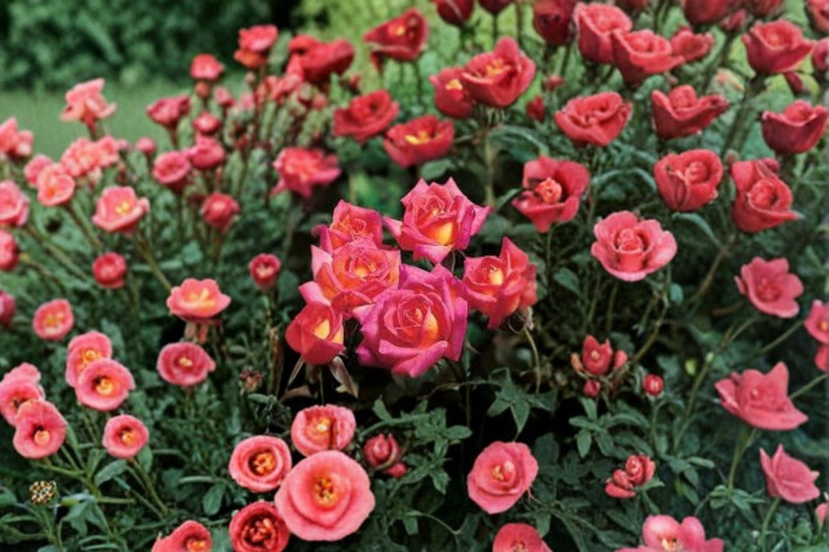 Hot Tamale Miniature Rose Live Plant - 4 Inch Pot - Multicolor Rose Bush