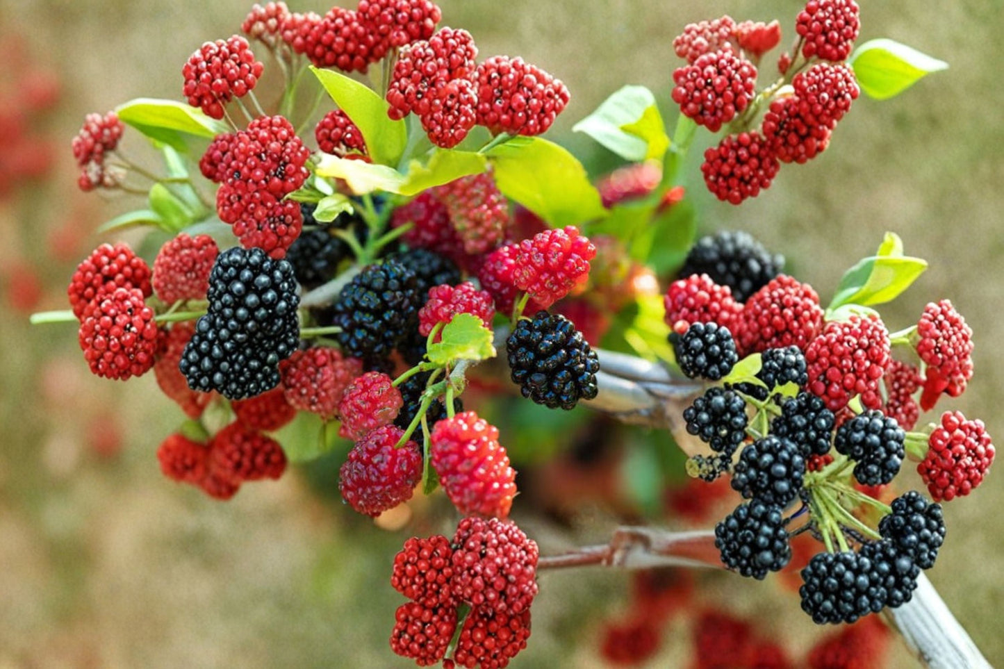 Dwarf Mulberry Tree Live Plant in 3 Inch Pot | Morus spp.