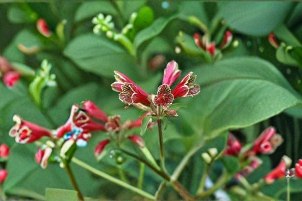 Parrot Lily 2 Bulbs – Alstroemeria psittacina Crimson Flowers