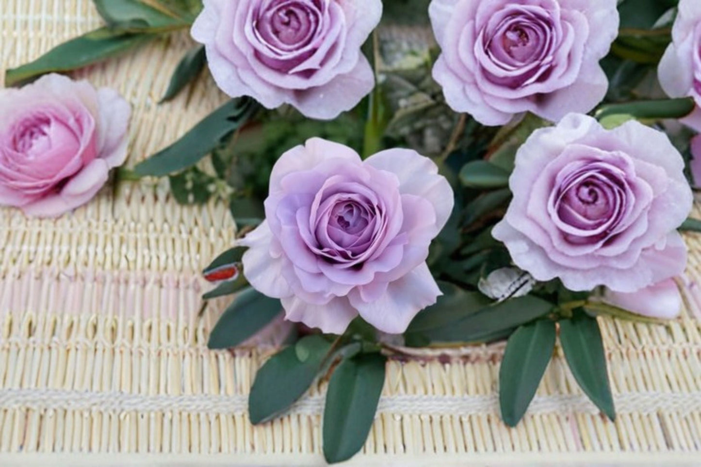 Shinoburedo Rose Live Plant – Japanese Blue Storm Rose with Blue-Purple Blooms