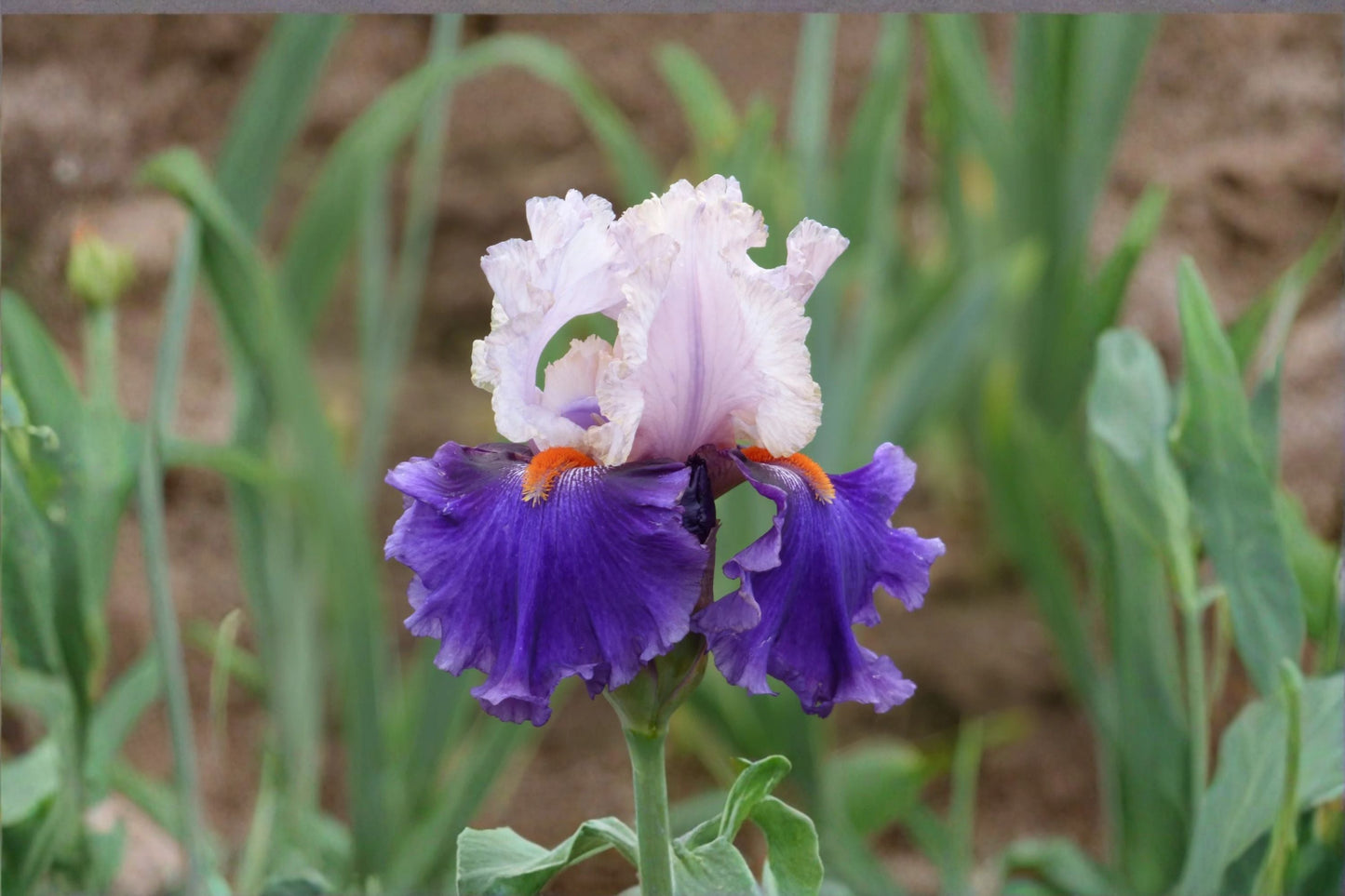 You Grow Girl Iris Live Plant – Lavender Pink White Tall Bearded Iris Perennial