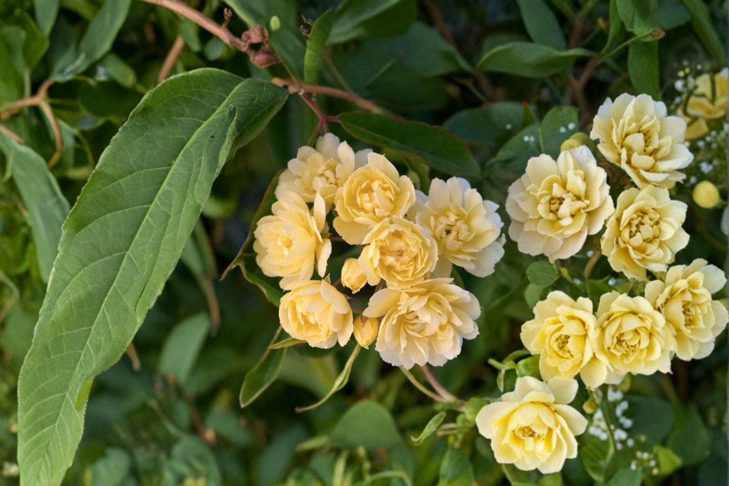 Lady Banks Yellow Climbing Rose Live Plant - Rosa banksiae 'Lutea' - 1 Quart Pot