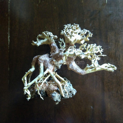Corcovado Bonsai Wood Nano Size 6"