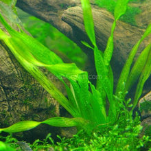 Corkscrew Vallisneria