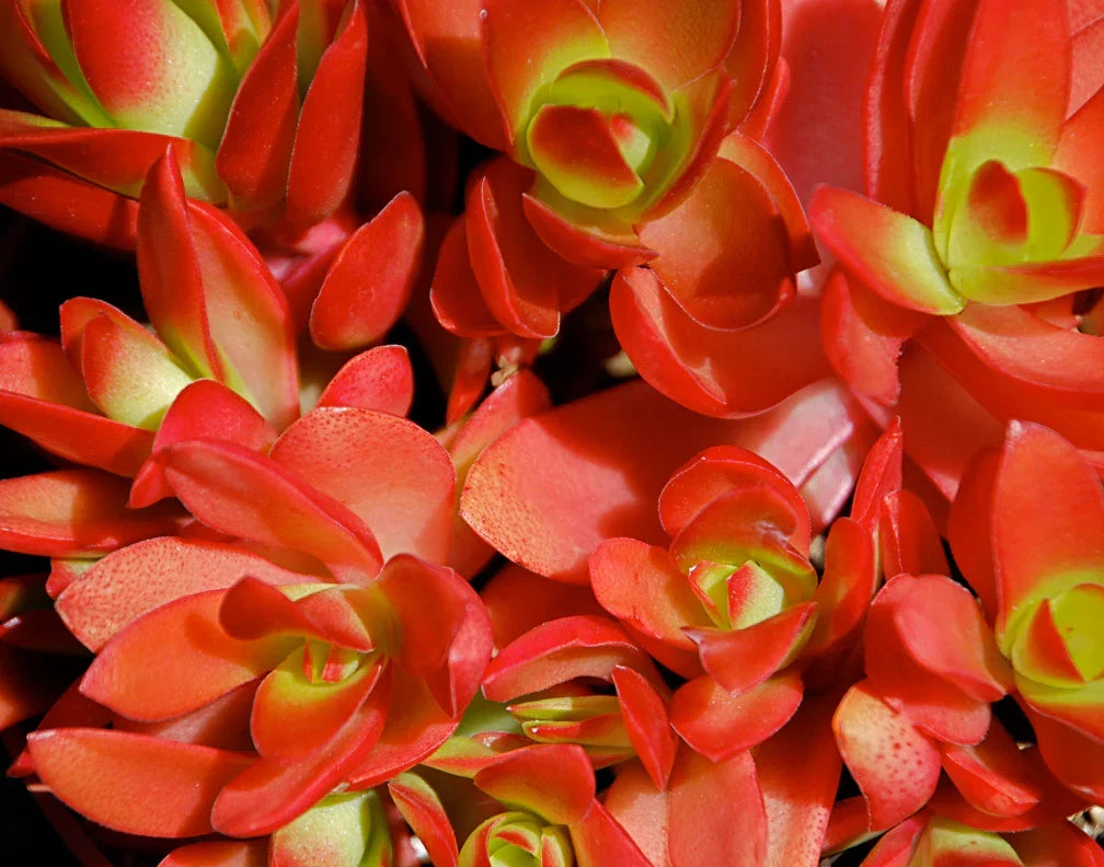 Crassula capitella ‘Campfire’ – Rare Red-Green Succulent Plant 2–3 Inches, Live Bare Root, Easy Care Indoor Outdoor