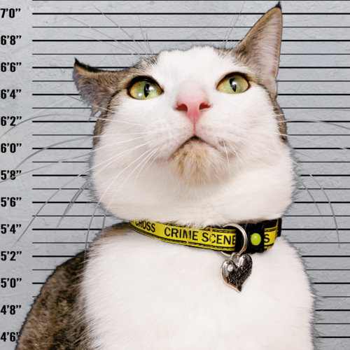 Crime Scene Do Not Cross Breakaway Cat Collar