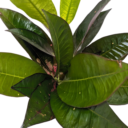 Croton 'Iceton'