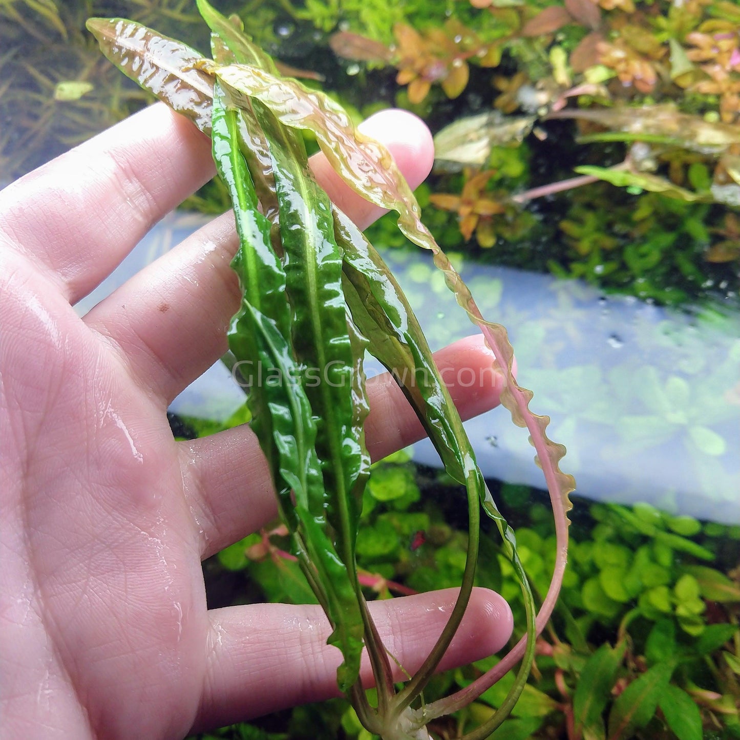 Cryptocoryne Balansae