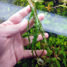 Cryptocoryne Balansae