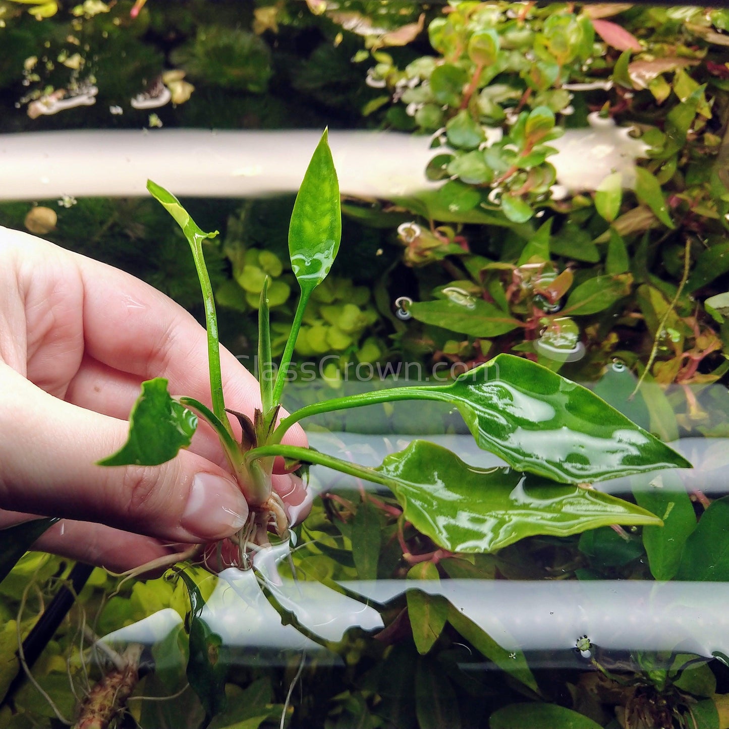 Cryptocoryne Pontederiifolia