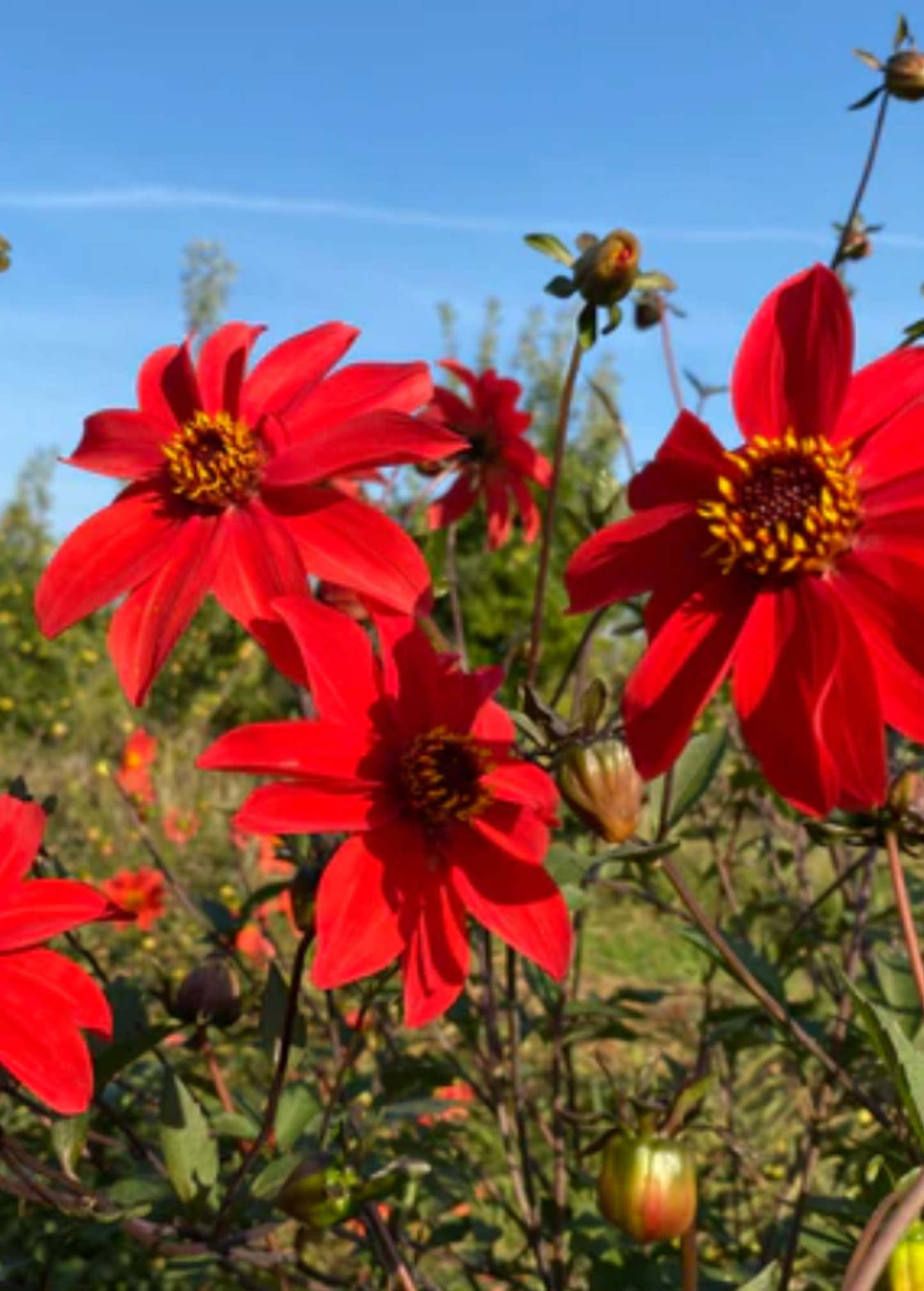 Culinary Dahlia Tubers - Edible Cocoxochitl (Dahlia spp.) for Cooking & Garden Cultivation