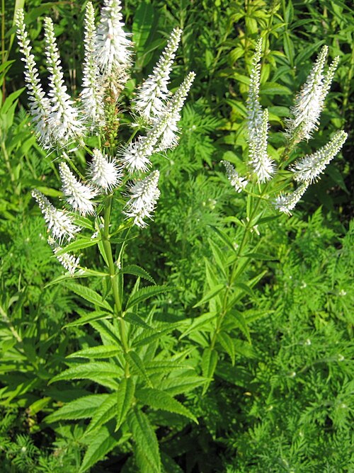 2500 Veronicastrum virginicum Seeds | Culver’s Root Wildflower for Pollinators & Native Gardens