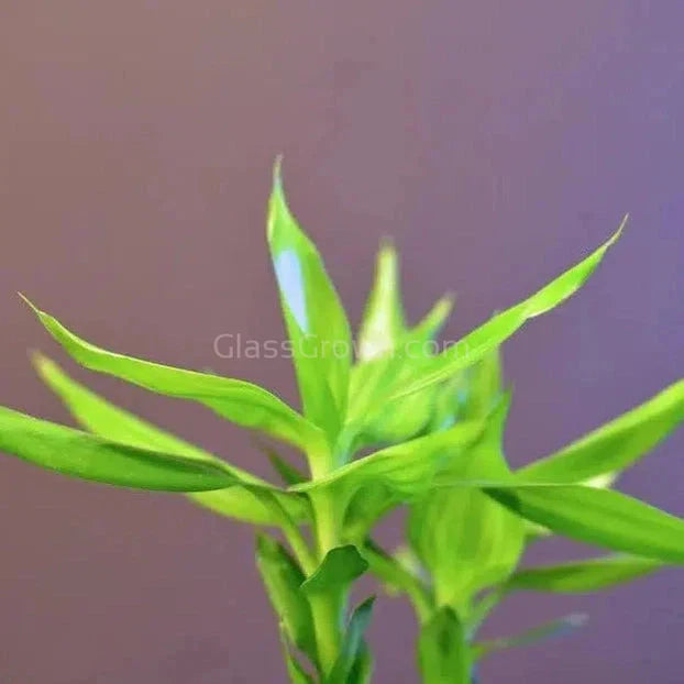 Curly Bamboo Plant
