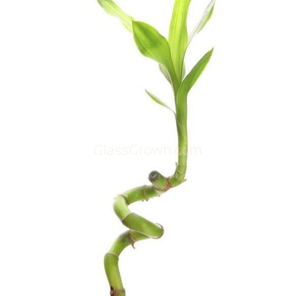 Curly Bamboo Plant