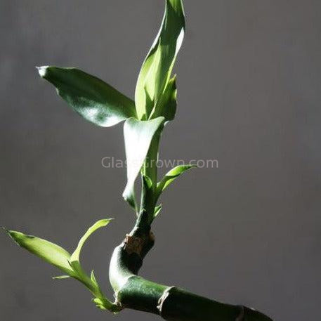 Curly Bamboo Plant