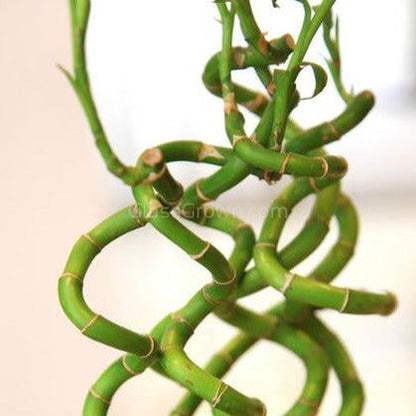 Curly Bamboo Plant