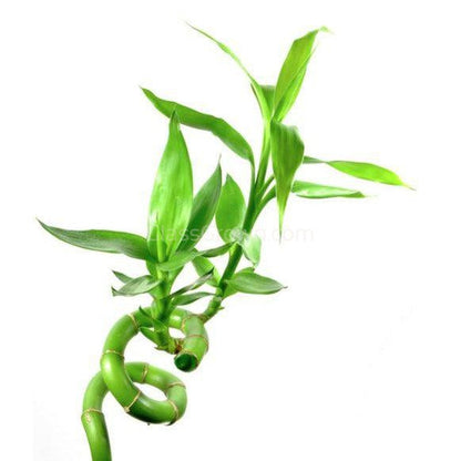 Curly Bamboo Plant