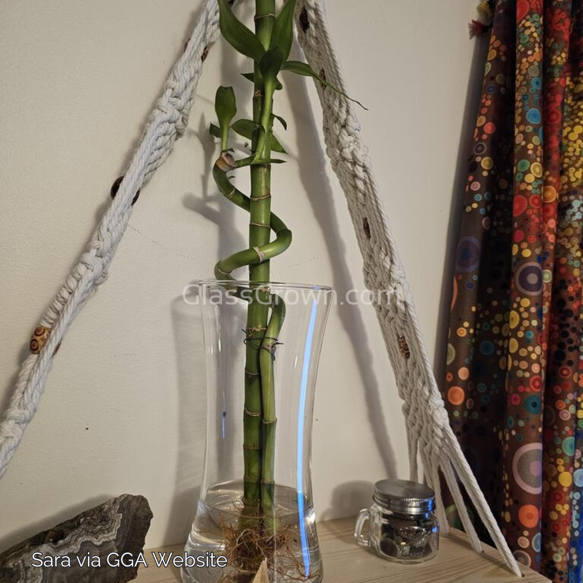 Curly Bamboo Plant