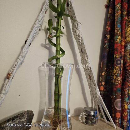 Curly Bamboo Plant