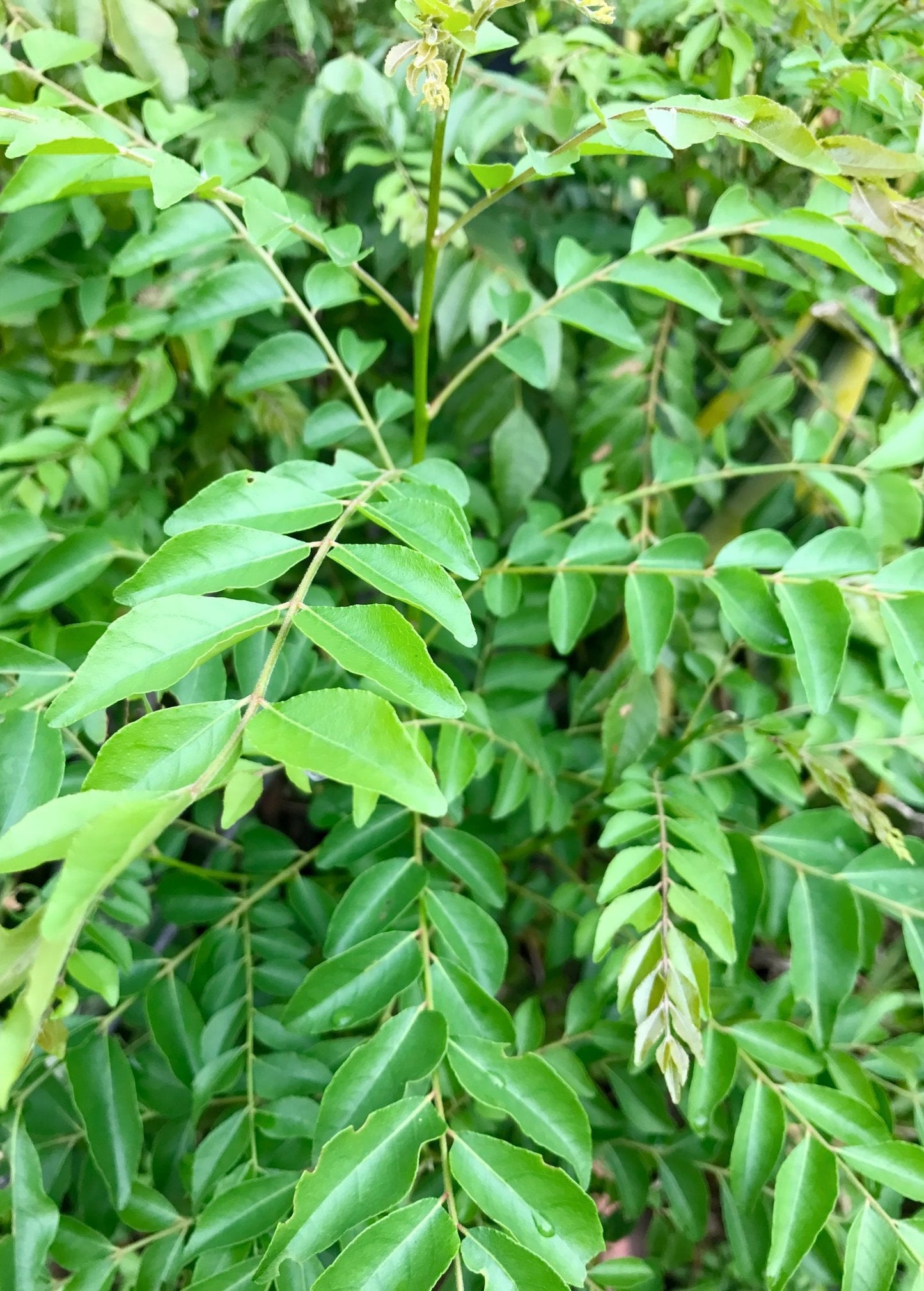 Curry Leaf Plant Fresh Herb Kadi Patta Murraya koenigii Culinary Spice for Cooking and Ayurveda
