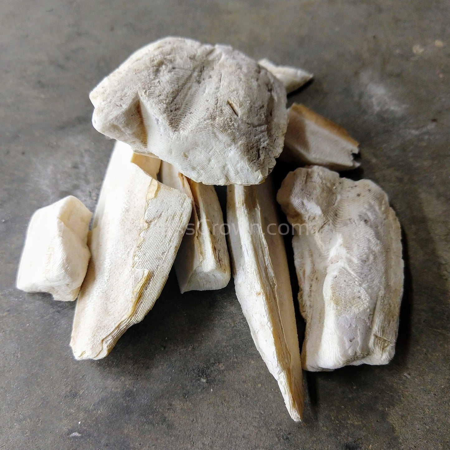 Cuttlebone by Weight