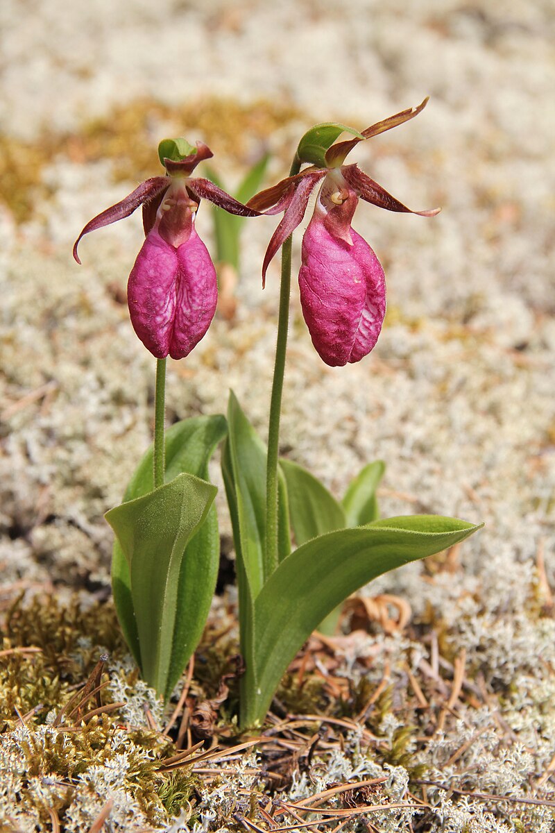 Pink Lady’s Slipper Orchid Bare Root Plant – Cypripedium acaule, Native Wildflower, Woodland Perennial, Pink Slipper Flower