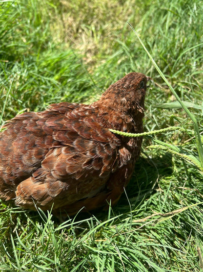 Fertile Quail Eggs – Choose Your Variety