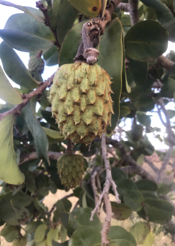 Mountain Soursop Tree Seedling - Annona Montana Tropical Fruit Tree with Edible Spiny Green Fruits