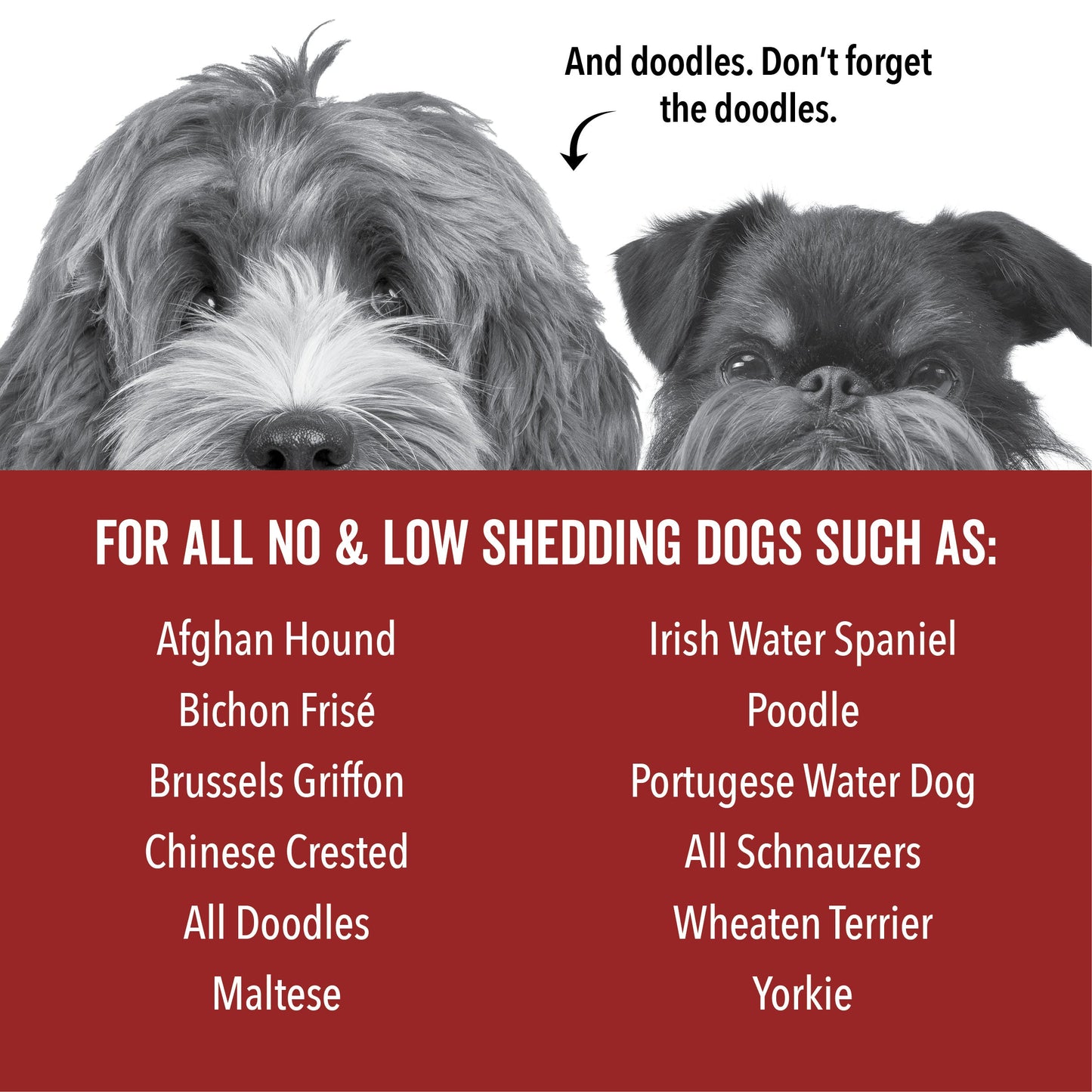 DOGDAYS Hydrating Dog Shampoo for Curly & Wavy Coats — Tear-Free, Vegan, and Hypoallergenic